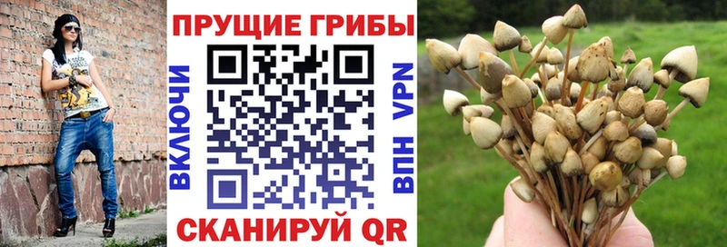 Псилоцибиновые грибы GOLDEN TEACHER наркошоп ссылка на мегу маркетплейс Смоленск